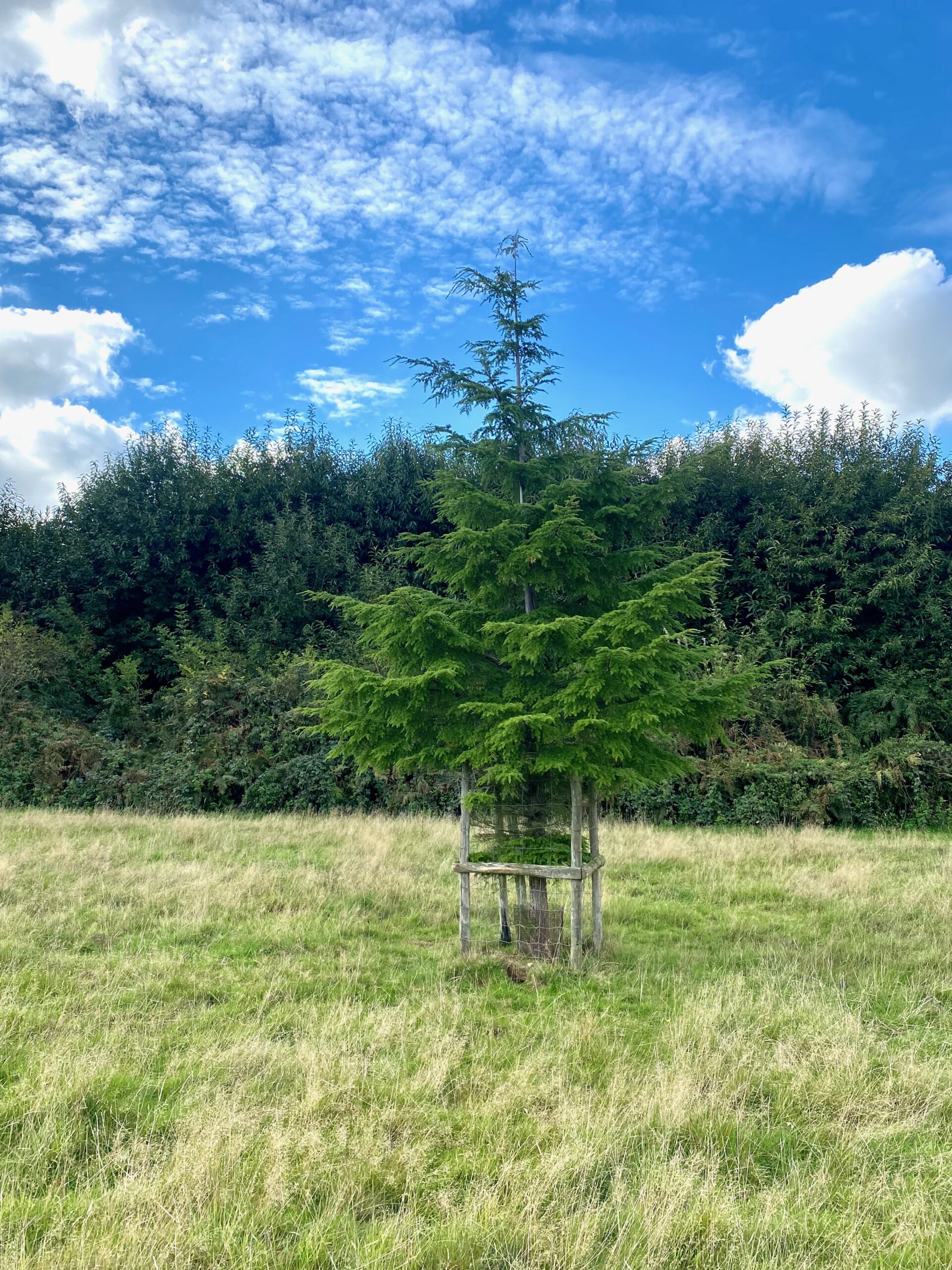 Tree Guards & Boxes - Torry Hill Chestnut Fencing