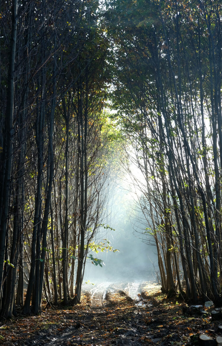 sustainable chestnut coppice