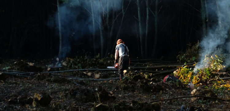 chestnut coppice sustainably managed