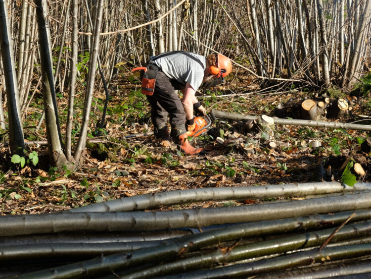 cutting chestnut coppice sustainable forestry