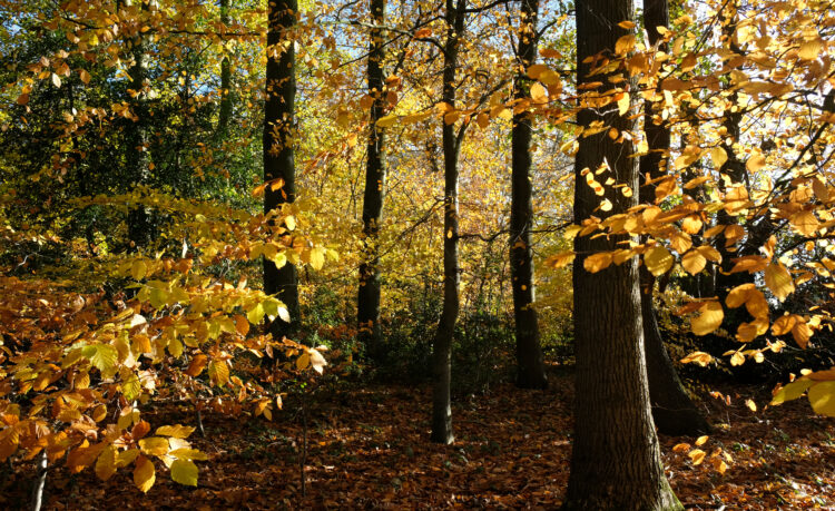 our woods in autumn